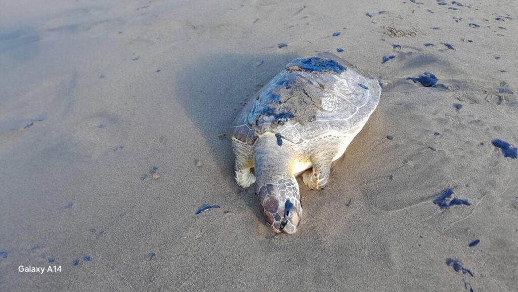 Derrame de hidrocarburo provoca ya la muerte de primeras tortugas en el sur de Veracruz