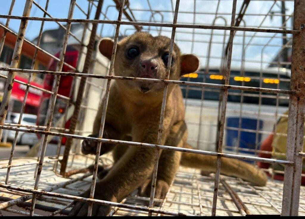 Rescatan martucha dentro de una vivienda en Minatitlán.