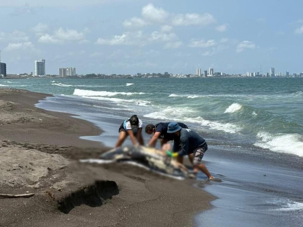 Hemorragia por lesión traumática, causa de mu3rt3 de delfín en Alvarado: PMA