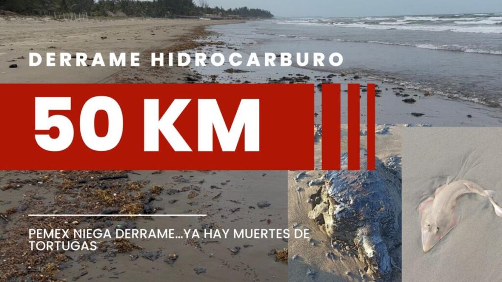 Suman 50 km de costas afectadas por hidrocarburo. PEMEX afirma que no hay derrames en Veracruz