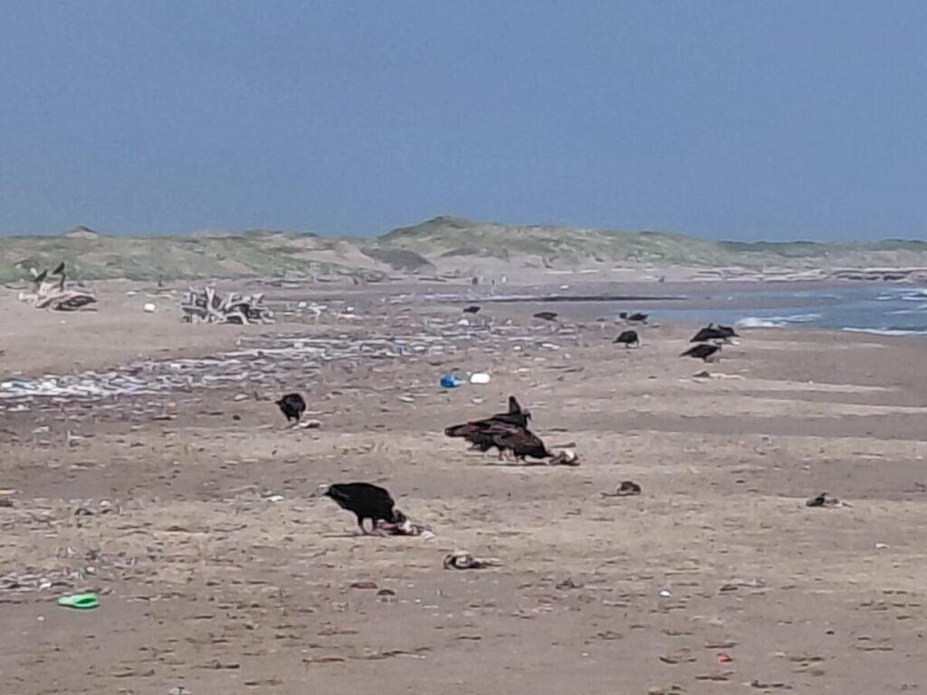 Recalan peces gallegos sin vida en playas de Coatzacoalcos en Veracruz. Recalan peces gallegos sin vida en playas de Coatzacoalcos en Veracruz.