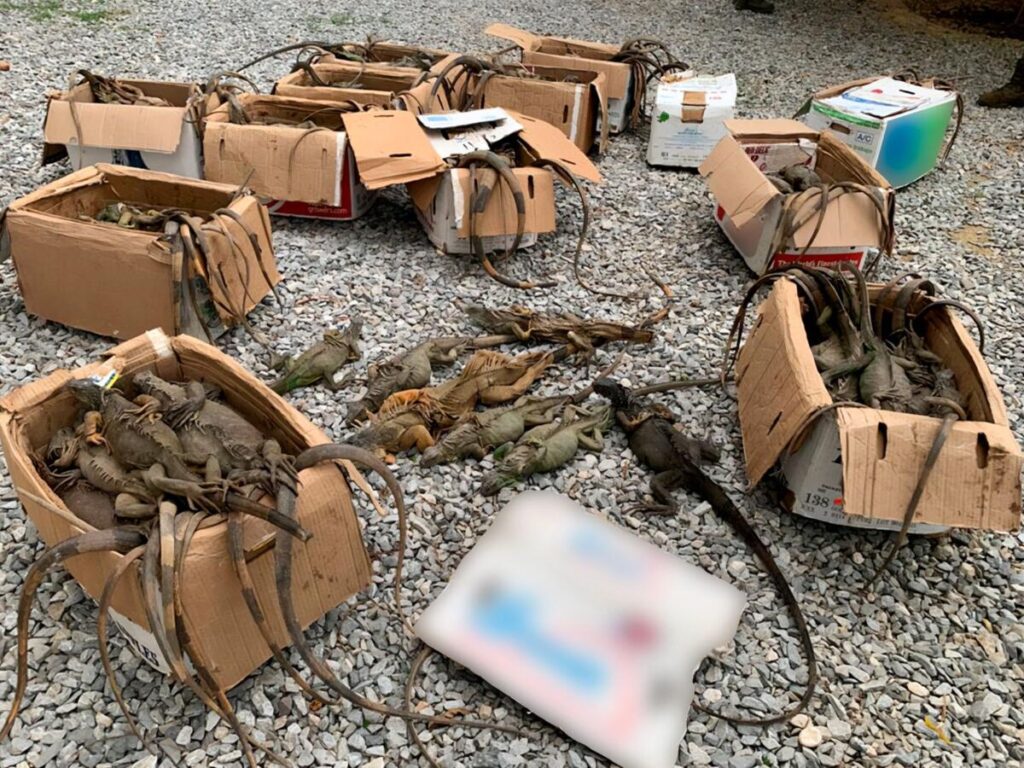 Iguanas traf!c4d4$ salieron de Coatzacoalcos; rescatan 192 ejemplares en Oaxaca.