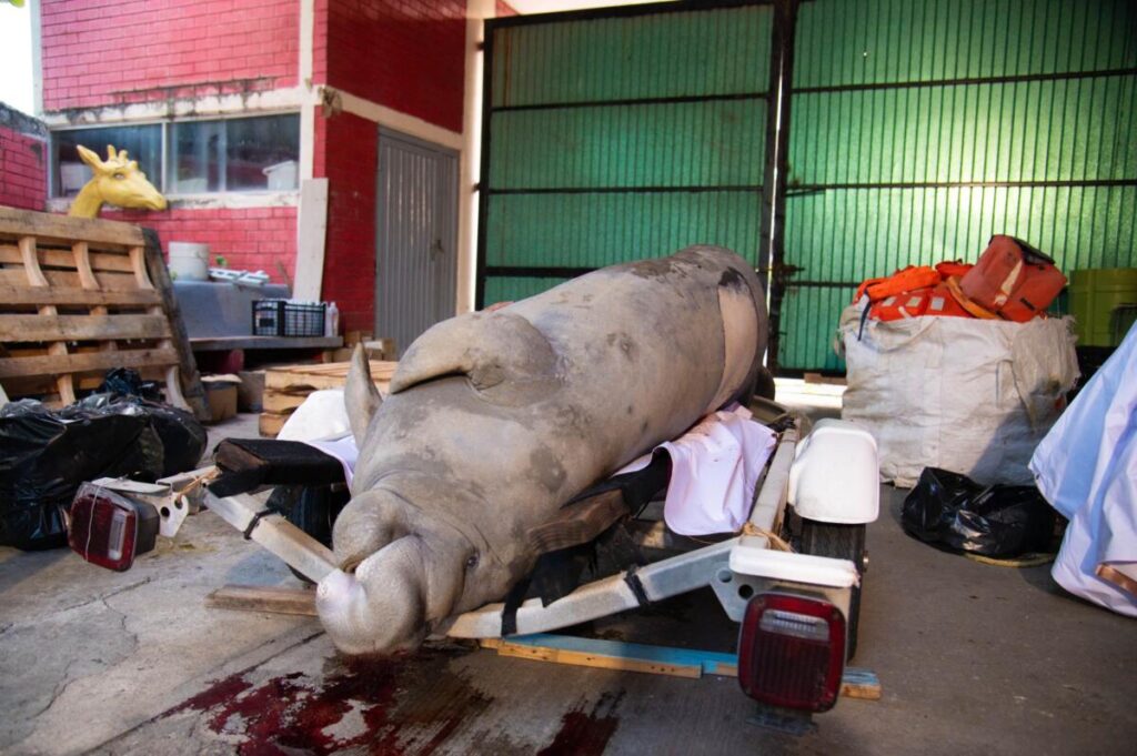 Confirma necrocirugía que manatí falleció por golpe de embarcación en Coatzacoalcos.
