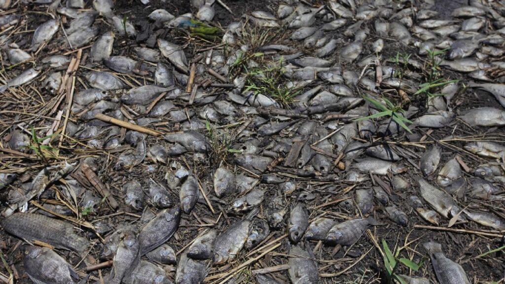 Reportan cientos de peces mu3rt0$ en el río Pánuco; preocupa a pobladores. Reportan cientos de peces mu3rt0$ en el río Pánuco; preocupa a pobladores.