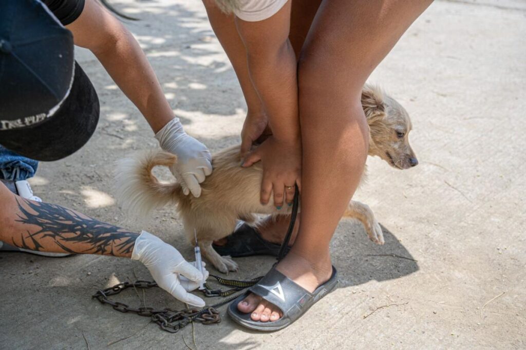 Continúa la Jornada de Vacunación Antirrábica Canina y Felina en Cosoleacaque Continúa la Jornada de Vacunación Antirrábica Canina y Felina en Cosoleacaque