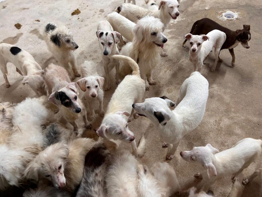 Rescate de 42 caninos en el segundo cateo contra el maltrato animal en Coatzacoalcos