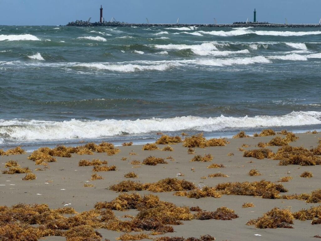 Mal tiempo provoca llegada de sargazo con chapo en playas de Coatzacoalcos en Veracruz.