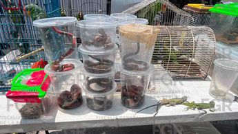 Aseguran pericos, boas, tortugas, iguanas, cocodrilos y más de 190 animales exóticos en El Baratillo en Guadalajara Aseguran pericos, boas, tortugas, iguanas, cocodrilos y más de 190 animales exóticos en El Baratillo en Guadalajara