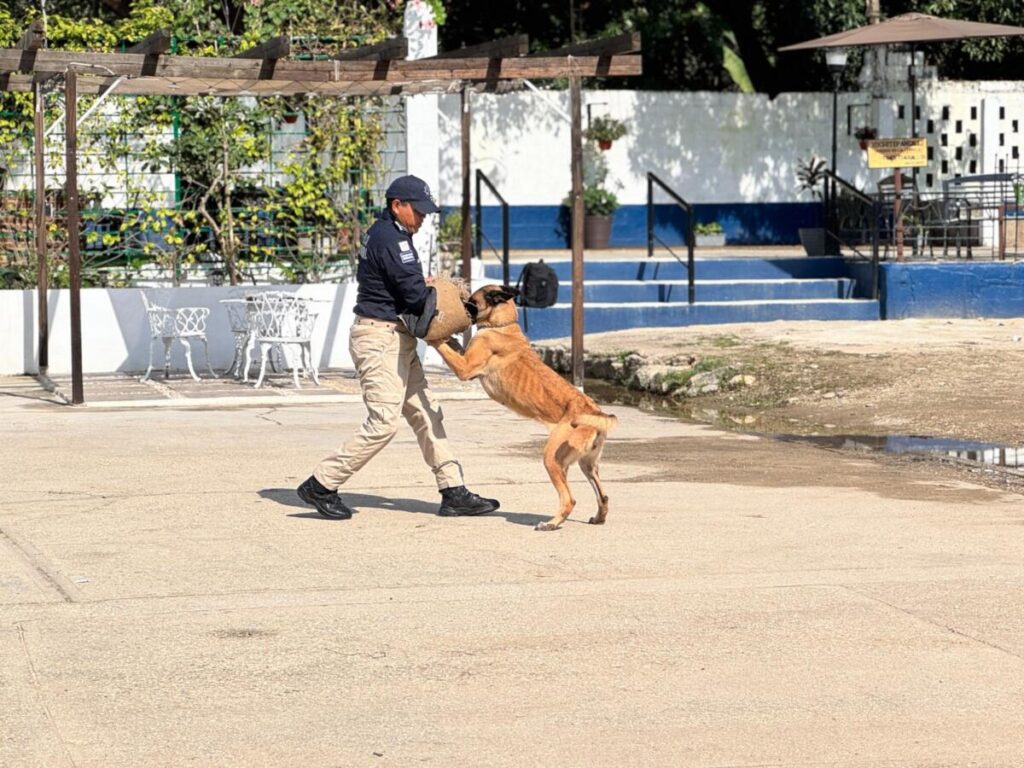 La Policía Municipal fortalece su Unidad Canina con certificación de agentes K9