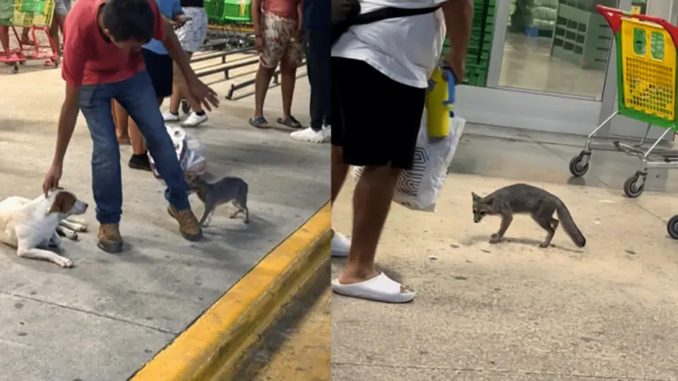 Alerta sanitaria: buscan a personas que tuvieron contacto con zorra gris en Cancún Alerta sanitaria: buscan a personas que tuvieron contacto con zorra gris en Cancún